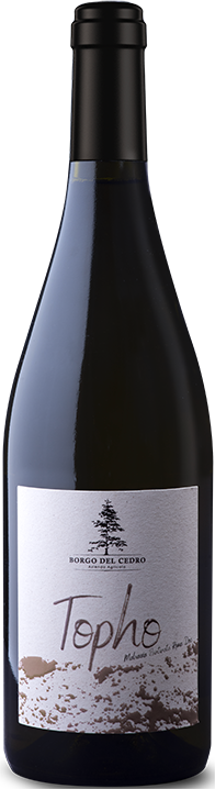 Topho Roma Malvasia Puntinata 24